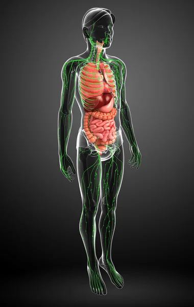 Лимфатическая и пищеварительная система мужского тела — стоковое фото