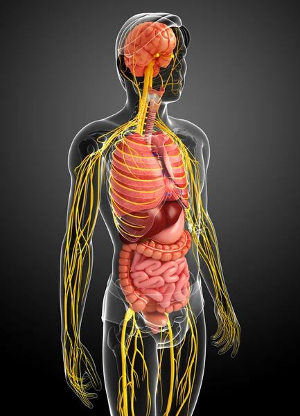 男性身体的神经系统和消化系统的图稿 — 图库照片