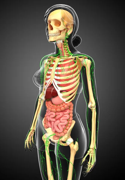 Lenfatik, iskelet ve sindirim sistemi kadın bedeni sanat