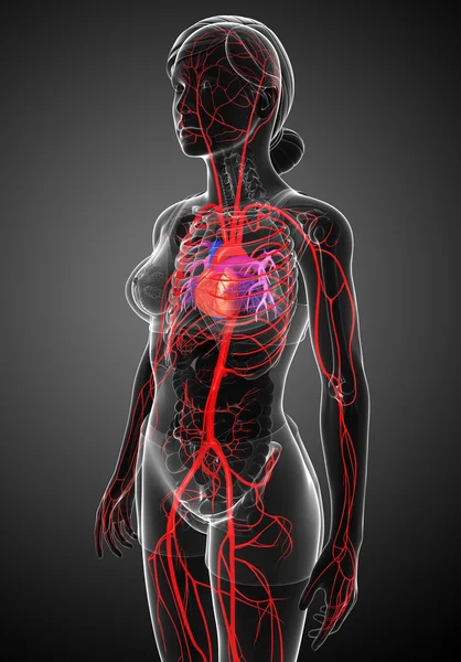 女性的动脉系统 — 图库照片