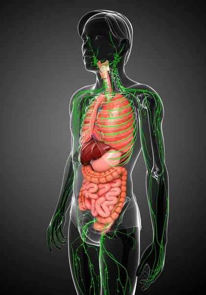 Lenfatik ve sindirim sistemi erkek vücut sanat