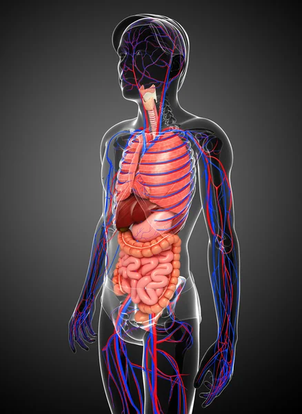 Pokarmowego i układu krążenia męskiego ciała — Zdjęcie stockowe