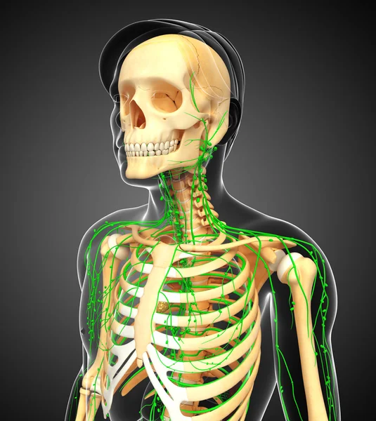 Lenfatik sistem erkek iskelet sanat