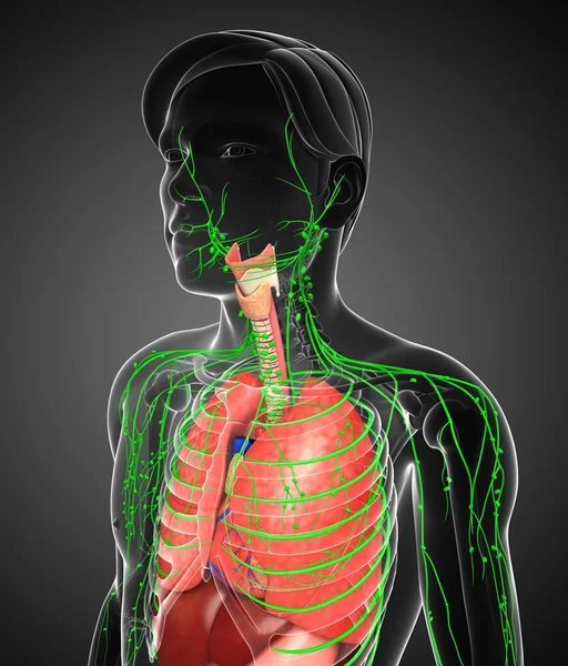 Lenfatik ve sindirim sistemi erkek vücut sanat — Stok fotoğraf