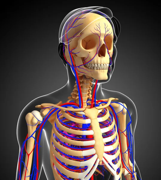 Male skeletal circulatory system — Stock Photo, Image