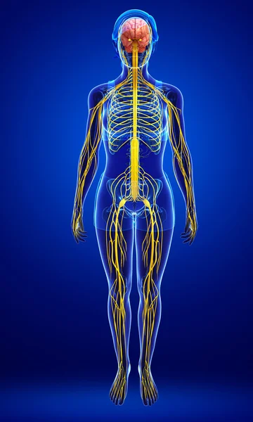여성 신 경계 작품 — 스톡 사진