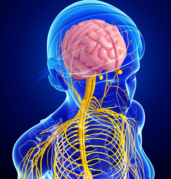 Female nervous system artwork — Stock Photo, Image