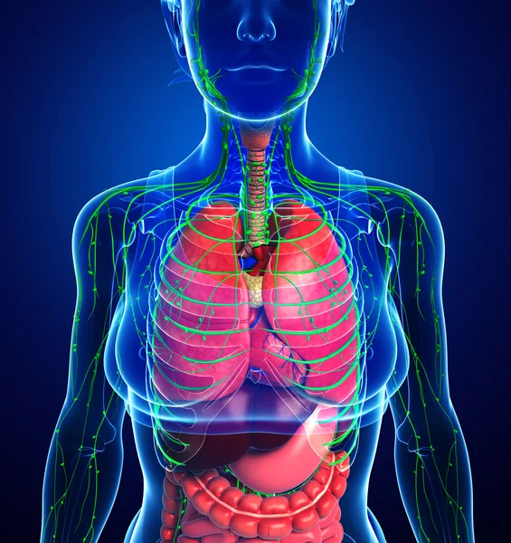 Lymfatisch en het spijsverteringssysteem vrouwelijk lichaam kunstwerken — Stockfoto