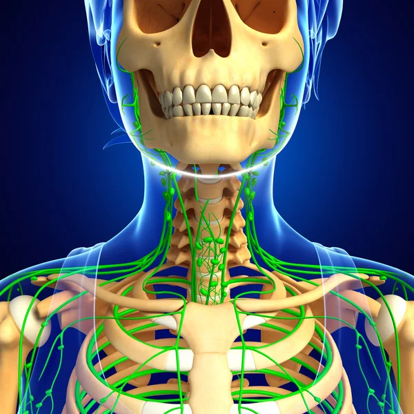 Nyirokrendszeri női csontváz grafika — Stock Fotó