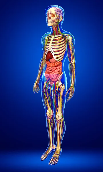 Sistema linfatico, scheletrico, nervoso e circolatorio dell'ano maschile — Foto Stock