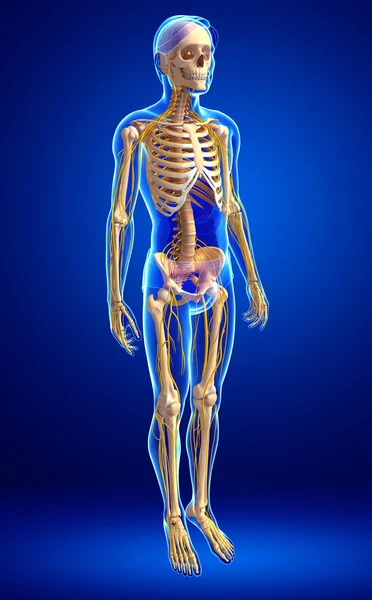 Male skeleton and nervous system artwork — Stock Photo, Image