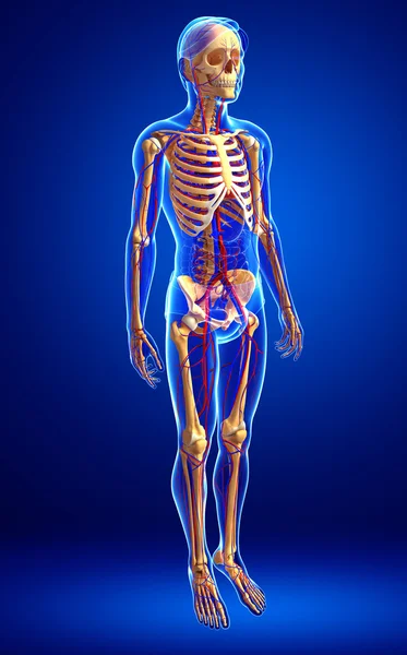 Sistema circolatorio scheletrico maschile — Foto Stock