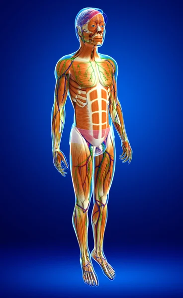 Human muscles anatomy — Stock Photo, Image