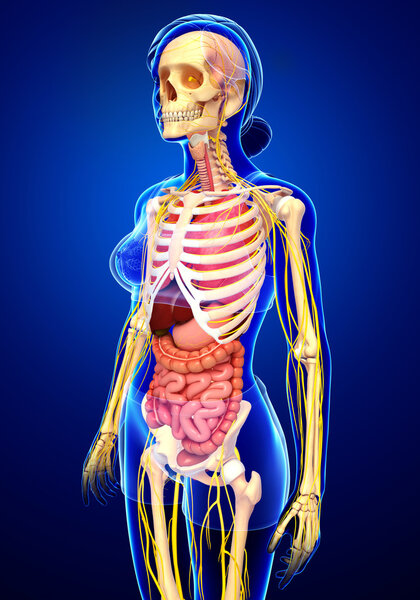 Female skeleton with nervous and digestive system artwork
