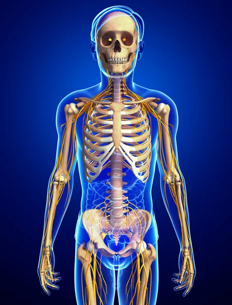 Erkek iskelet ve sinir sistemi sanat