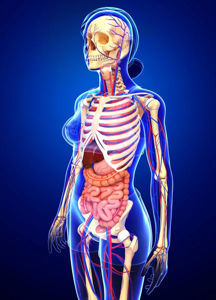 Kobieta, szkieletowych, przewodu pokarmowego i układu krążenia — Zdjęcie stockowe