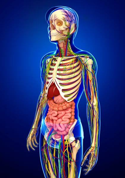 Lymph-, Skelett-, Nerven- und Kreislaufsystem des männlichen Anats — Stockfoto