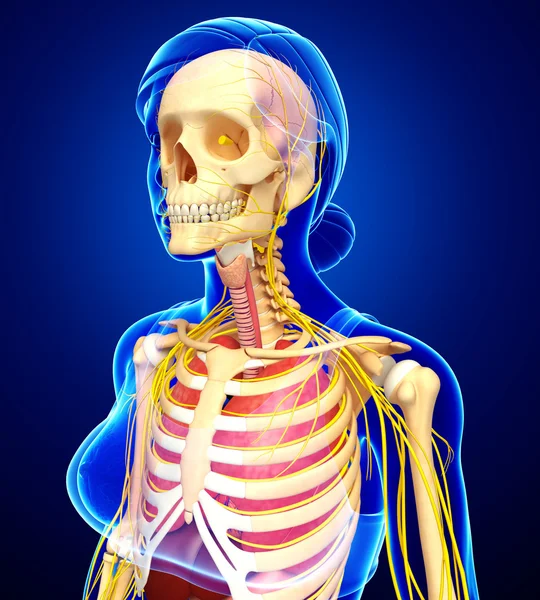 Kadın iskelet sinir ve sindirim sistemi resimler