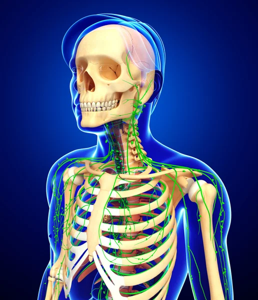 Lymfatický systém mužské kostry kresby — Stock fotografie