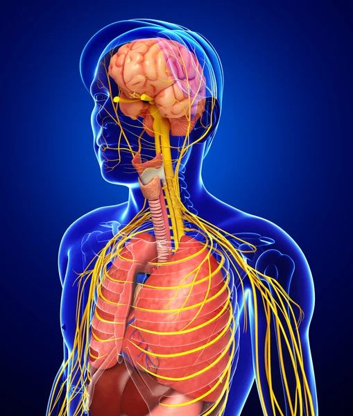 Cuerpo masculino de arte del sistema nervioso y digestivo — Foto de Stock