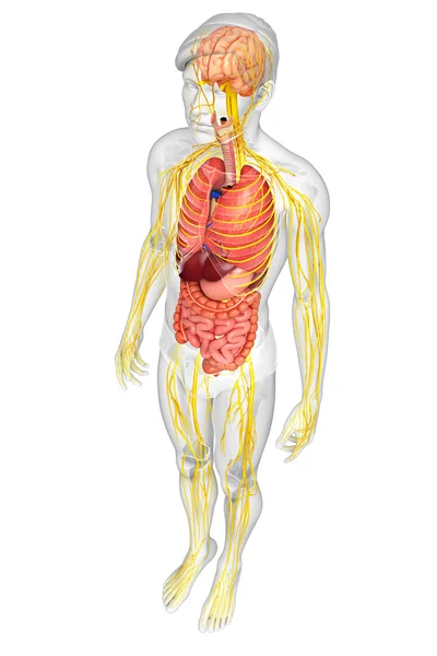 神経・消化器系作品の男性の体 — ストック写真