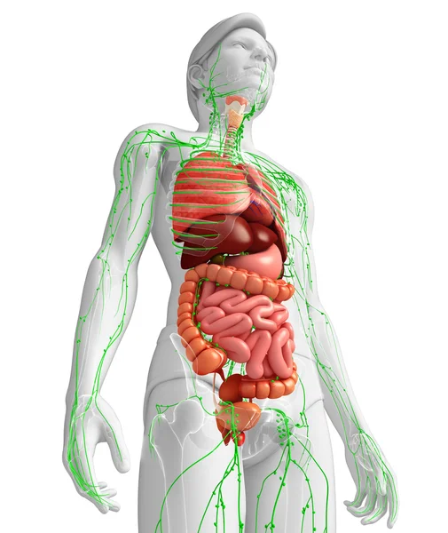 Lymfatisch en het spijsverteringssysteem mannelijk lichaam kunstwerken — Stockfoto