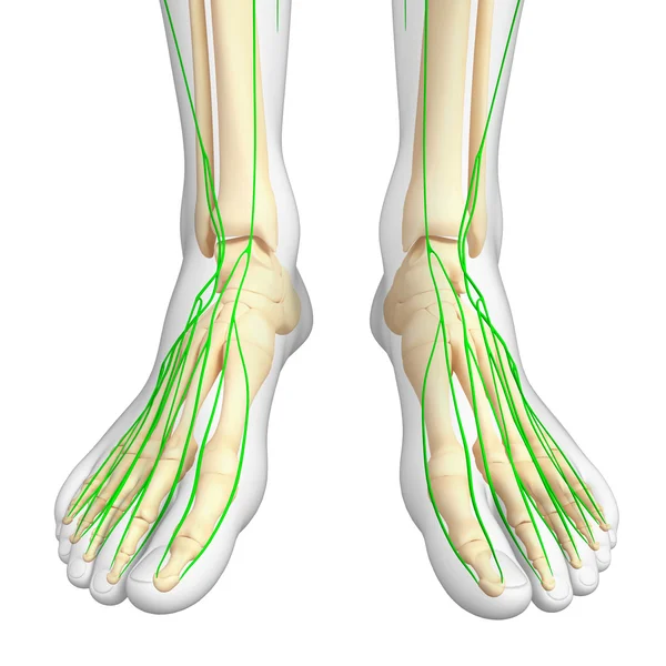 Lenfatik sistem insan iskelet sanat