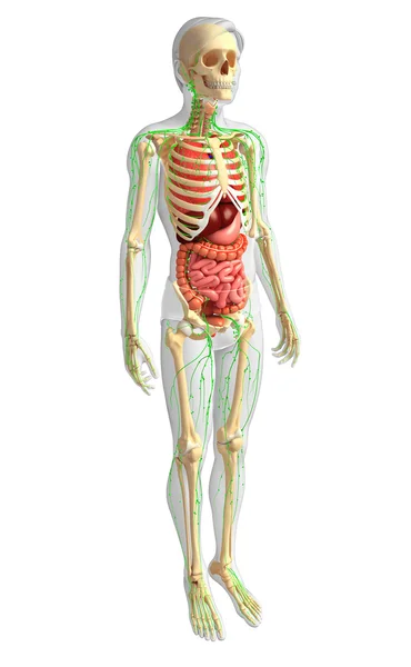 Sistema linfático, esquelético y digestivo de las ilustraciones corporales masculinas — Foto de Stock