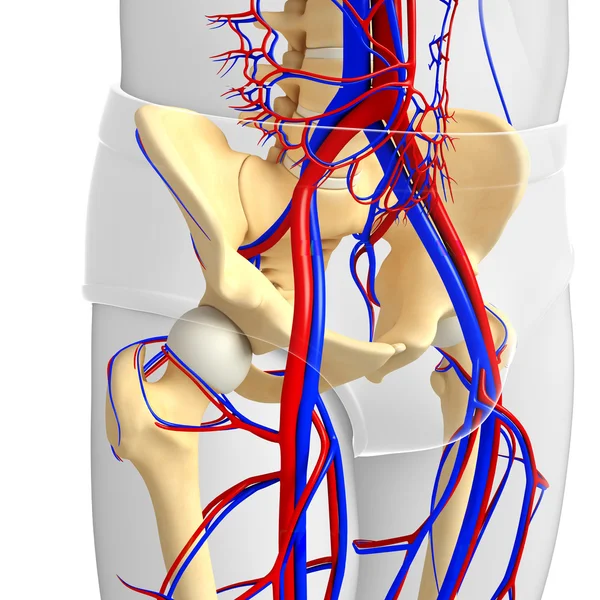Sistema circulatorio esquelético masculino —  Fotos de Stock