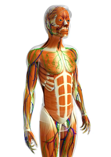 인간의 근육 해부학 — 스톡 사진