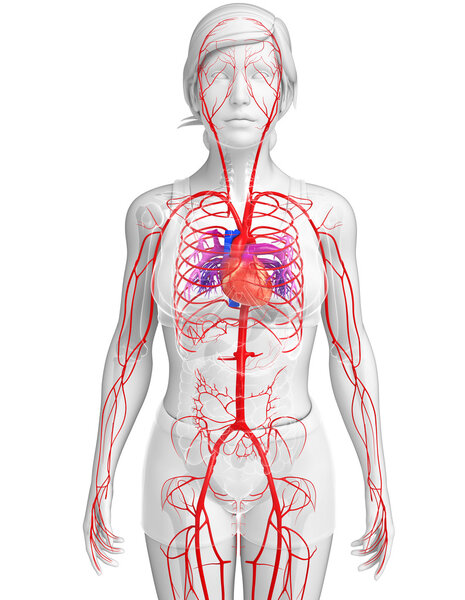 Female arterial system 