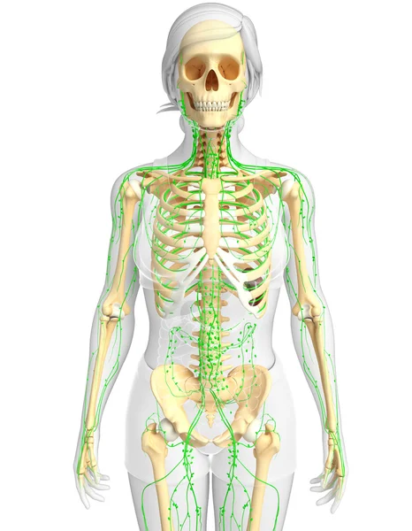 Lymphatic system of Female skeleton artwork — Stock Photo, Image