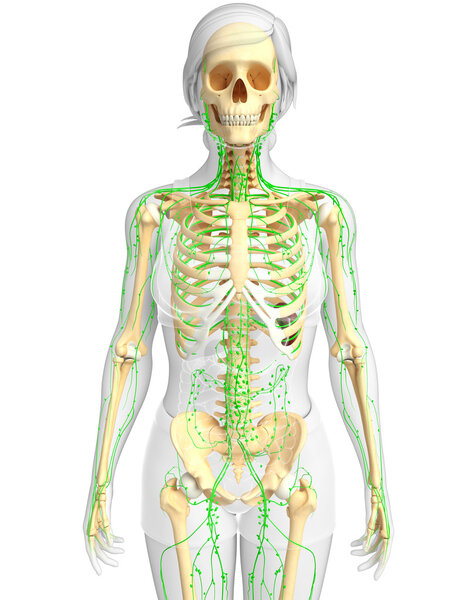 Lymphatic system of Female skeleton artwork