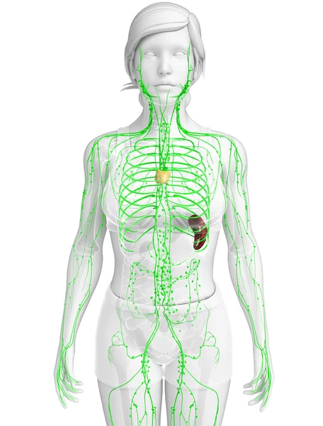 Kadın bedeninin lenfatik sistem
