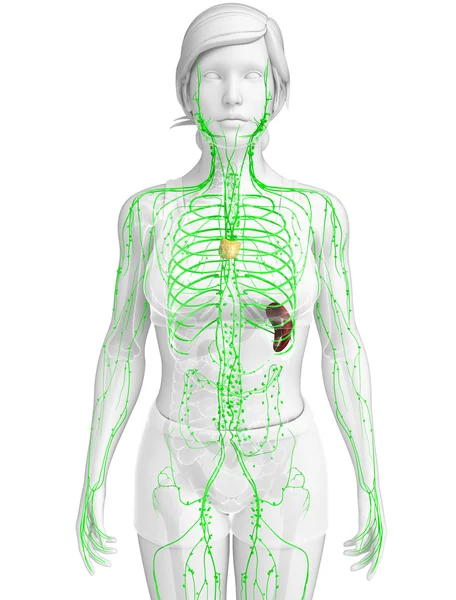 Lymfatiska systemet av kvinnliga kroppen — Stockfoto