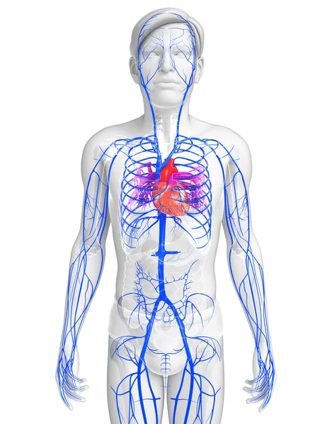 Human heart anatomy — Stock Photo, Image