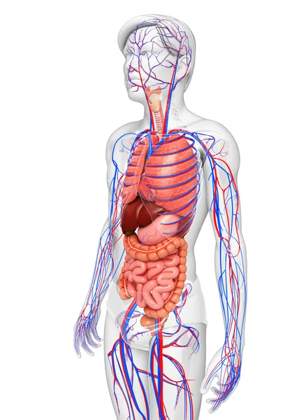 Sindirim ve dolaşım sistemi erkek vücudunun