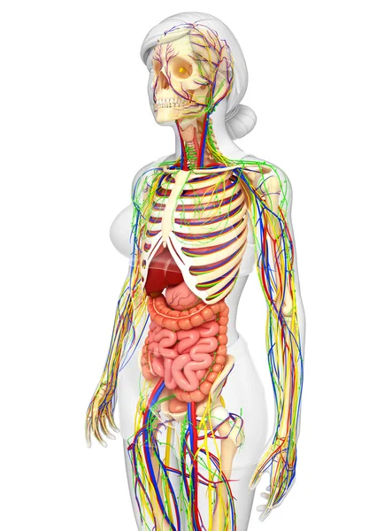 Sistema linfático, esquelético, nervoso e circulatório — Fotografia de Stock