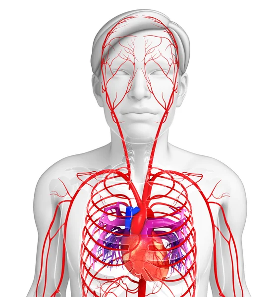 Мужская артериальная система — стоковое фото