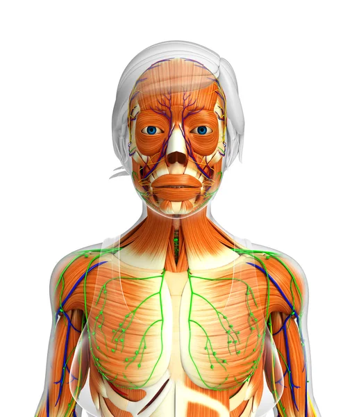 Anatomia dos músculos humanos — Fotografia de Stock