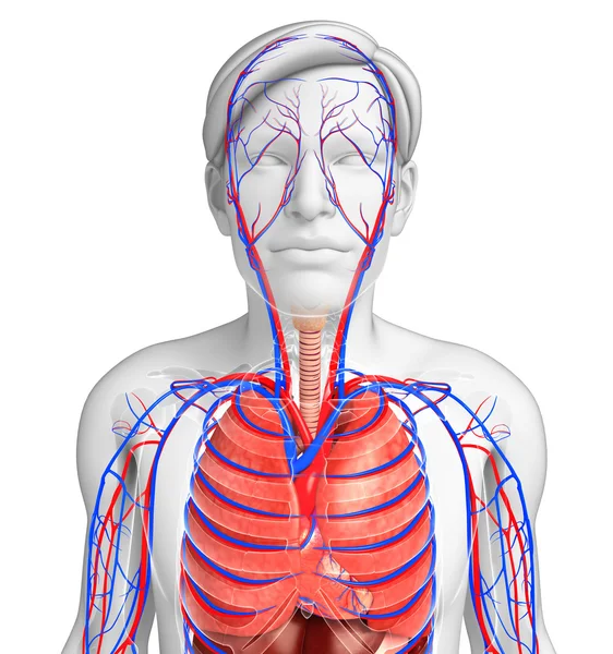 erkek solunum sistemi