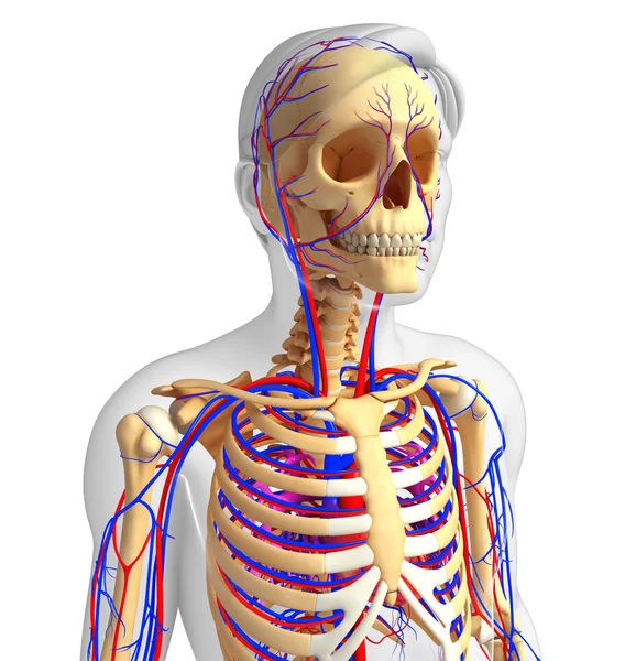 erkek iskelet dolaşım sistemi