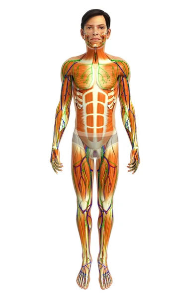 Mänskliga muskler anatomi — Stockfoto