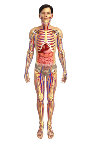 Sistema digestivo humano — Foto de Stock