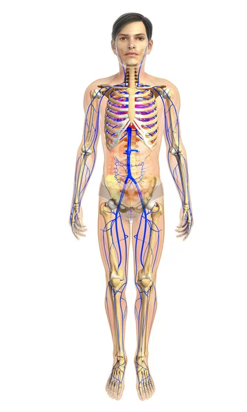 Anatomía del corazón humano — Foto de Stock