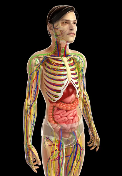 İnsan sindirim sistemi