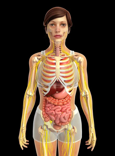 Sistema digestivo humano — Foto de Stock