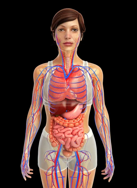 Sistema digestivo humano — Foto de Stock