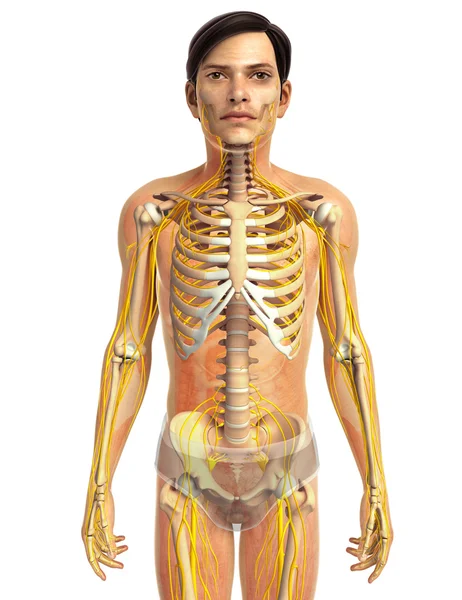 İnsan sinir sistemi sanat