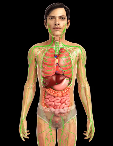 İnsan sindirim sistemi